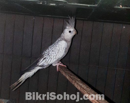 White Faced Pearl Cocktail Bird